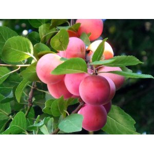 Mini mirabelka (Prunus domestica nanum) ´MIRABELLE RUBY´® - výška 60-80 cm, kont. C10L, obvod kmeňa 6/8 cm